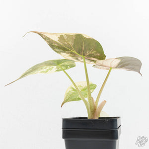 Alocasia 'Uhinkii' Albo/Pink Variegated (Previously Alocasia Wentii) (wk17-I)