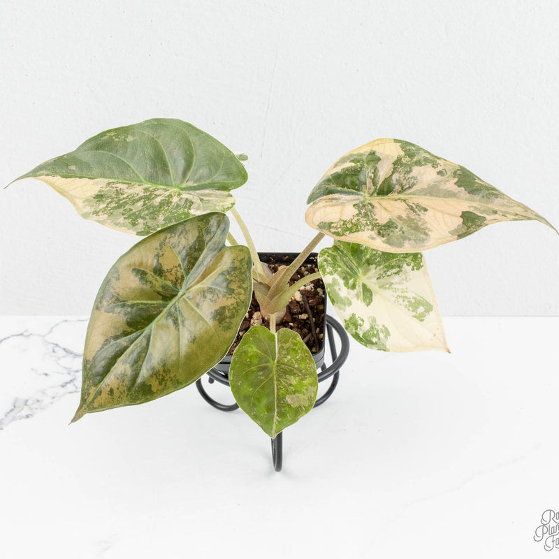 Alocasia 'Uhinkii' Albo/Pink Variegated (Previously Alocasia Wentii) (wk13-Q)