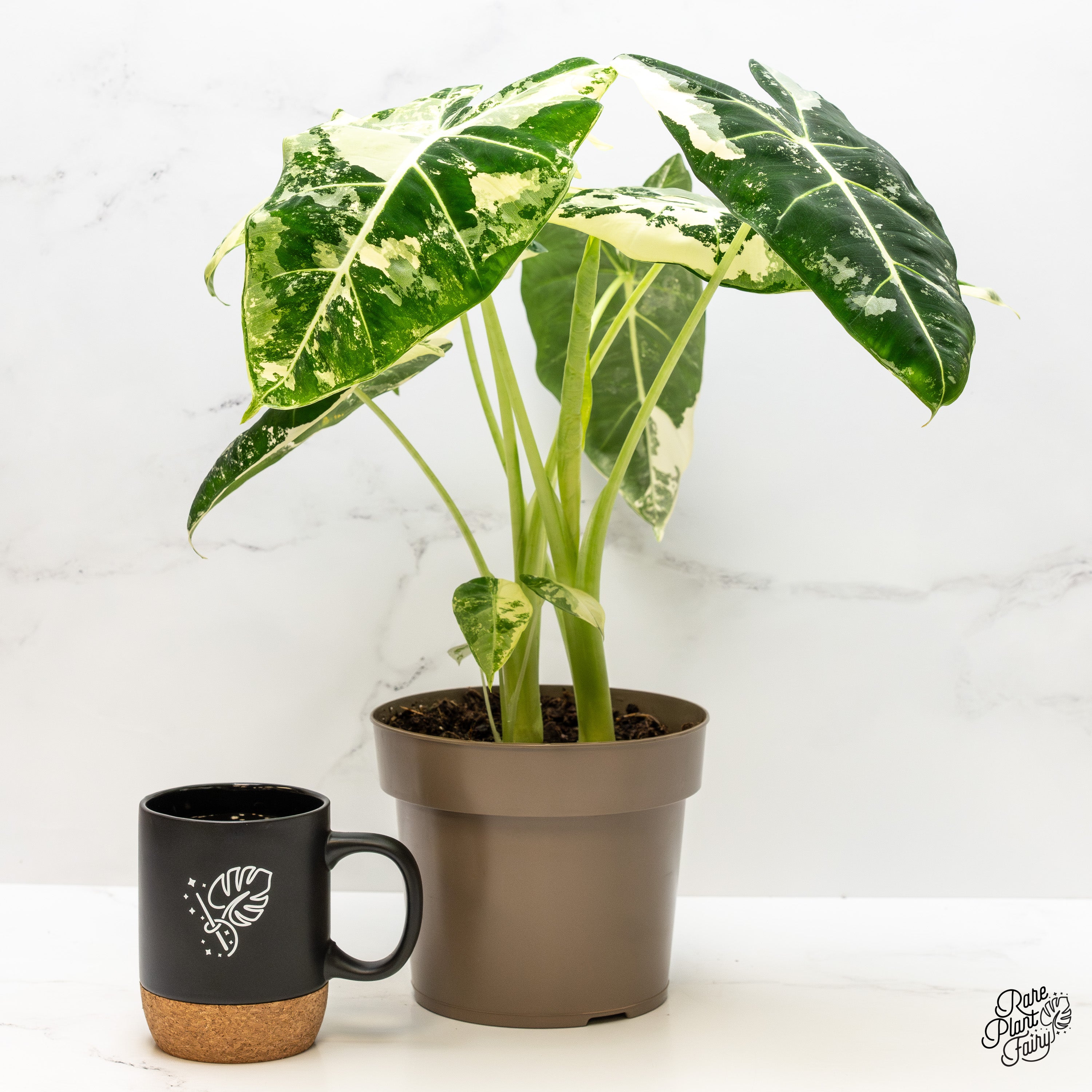 philodendron frydek Alocasia 'Frydek' albo variegated *Grower's Choice* – Rare Plant Fairy