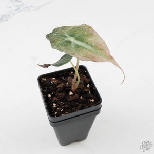 Alocasia 'Venom Pink' (wk39-U151)