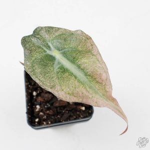 Alocasia 'Venom Pink' (wk39-U151)