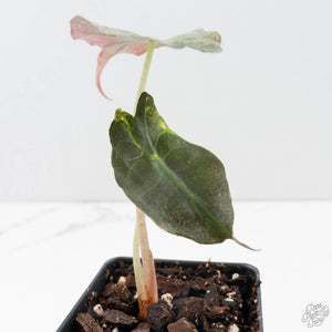 Alocasia 'Venom Pink' (wk39-U151)