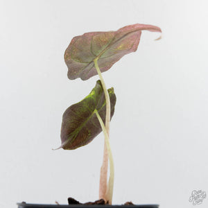Alocasia 'Venom Pink' (wk39-U151)