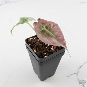 Alocasia 'Venom Pink' (wk40-U162)
