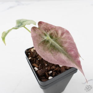 Alocasia 'Venom Pink' (wk40-U162)