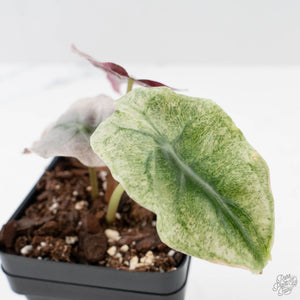 Alocasia 'Venom Pink' (wk40-U162)