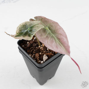 Alocasia 'Venom Pink' (wk40-U163)