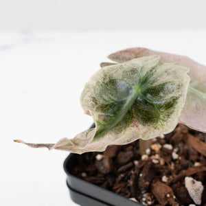 Alocasia 'Venom Pink' (wk40-U163)