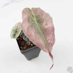 Alocasia 'Venom Pink' (wk40-U164)