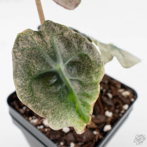 Alocasia 'Venom Pink' (wk40-U164)