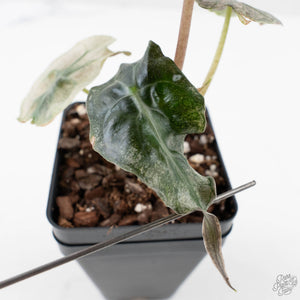 Alocasia 'Venom Pink' (wk40-U164)
