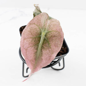 Alocasia 'Venom Pink' (wk34-U45)