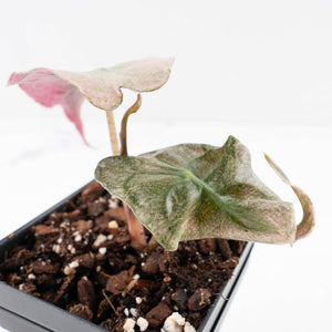 Alocasia 'Venom Pink' (wk34-U45)