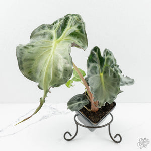 Alocasia 'Venom' *Grower's Choice*