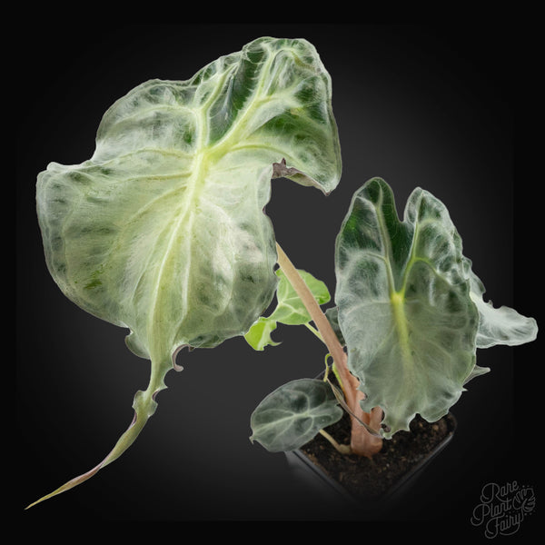その他観葉植物 Alocasia Venom Ghost Alocasia 'Venom' *Grower's Choice* – Rare Plant Fairy