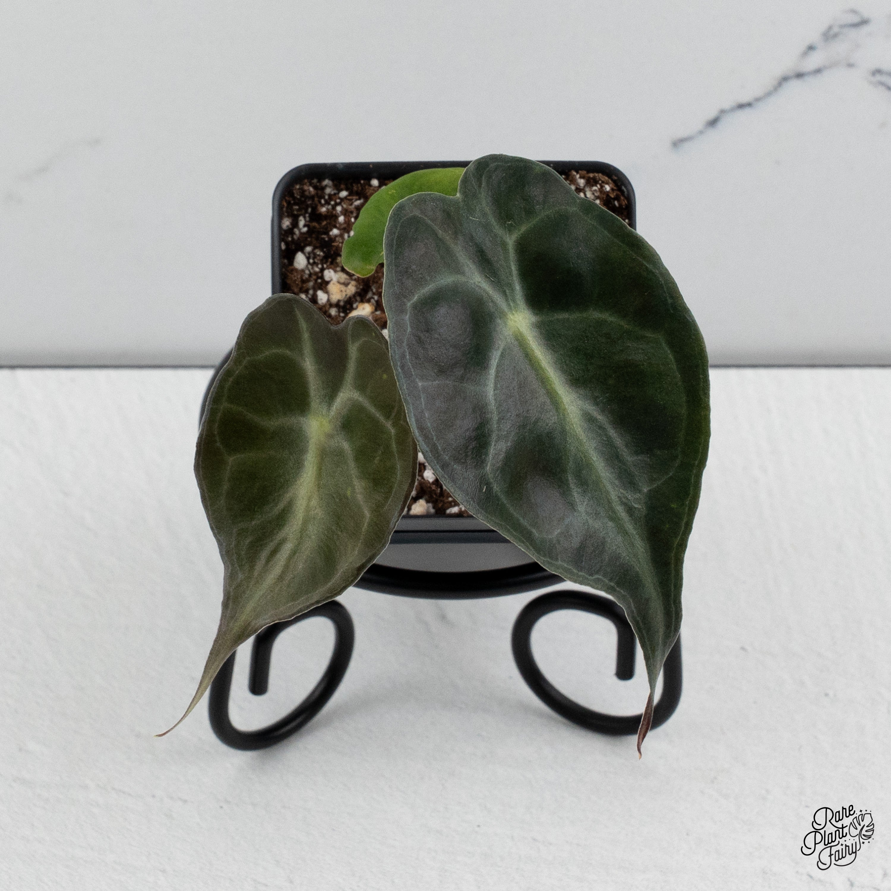 Alocasia 'Venom' *Grower's choice* – Rare Plant Fairy