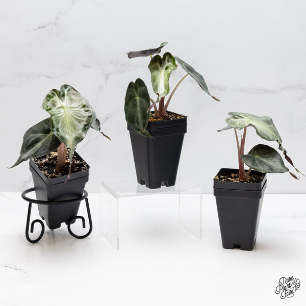 Alocasia 'Venom' *Grower's choice*