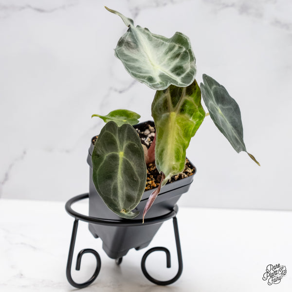 Alocasia 'Venom' *Grower's choice*