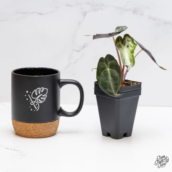 Alocasia 'Venom' *Grower's choice*