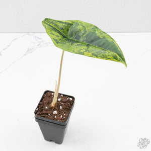 Alocasia 'Venusta' Aurea Variegated (wk39-U149)