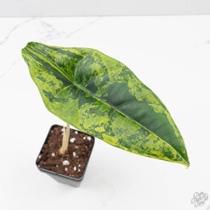 Alocasia 'Venusta' Aurea Variegated (wk39-U149)