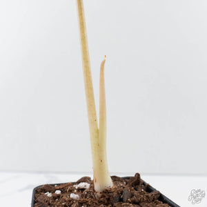 Alocasia 'Venusta' Aurea Variegated (wk39-U149)