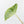 Alocasia 'Venusta' Aurea Variegated (wk39-U149)