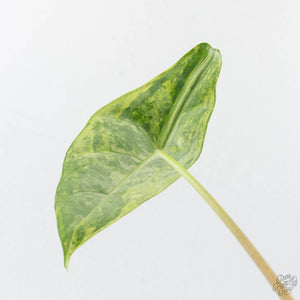 Alocasia 'Venusta' Aurea Variegated (wk39-U149)