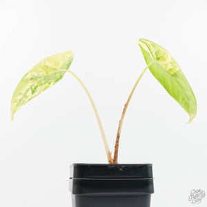 Alocasia 'Venusta' Variegated (wk18-UB)