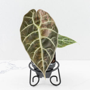 Alocasia Watsoniana Doff. Variegated (wk33-L6)