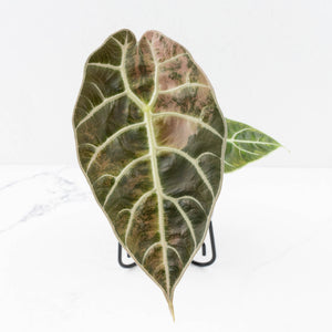 Alocasia Watsoniana Doff. Variegated (wk33-L6)
