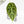 Alocasia Watsoniana Doff. Variegated (wk33-L6)