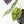 Alocasia Watsoniana Doff. Variegated (wk33-L6)