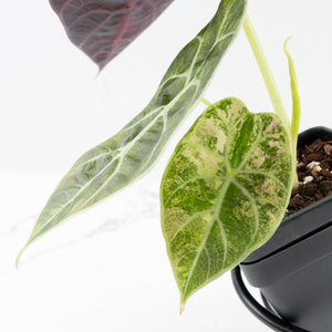 Alocasia Watsoniana Doff. Variegated (wk33-L6)