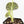 Alocasia Watsoniana Doff. Variegated (wk33-L6)