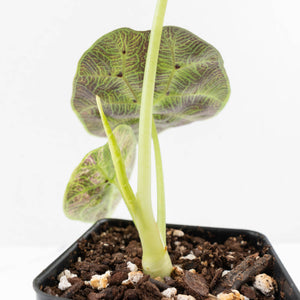 Alocasia Watsoniana Doff. Variegated (wk33-L6)