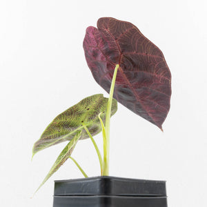 Alocasia Watsoniana Doff. Variegated (wk33-L6)