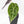 Alocasia Watsoniana Doff. Variegated (wk33-L7)