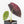 Alocasia Watsoniana Doff. Variegated (wk33-L7)