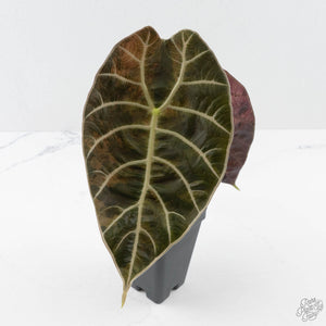 Alocasia Watsoniana Doff. Variegated (wk40-L7)