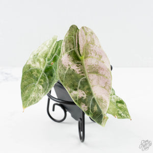 Alocasia Watsoniana Doff. Pink Variegated (wk25-D)