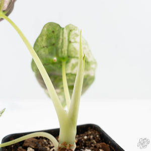 Alocasia Watsoniana Doff. Pink Variegated (wk25-D)