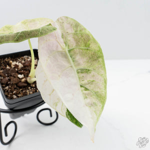 Alocasia Watsoniana Doff. Pink Variegated (wk22-M)