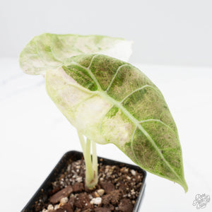 Alocasia Watsoniana Doff. Pink Variegated (wk22-M)
