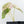 Alocasia Watsoniana Doff. Pink Variegated (wk22-M)