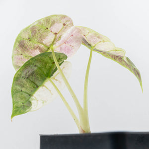 Alocasia Watsoniana Doff. Pink Variegated (wk22-M)