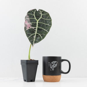 Alocasia Watsoniana Doff. Pink Variegated - Corming Size (wk33-L8)