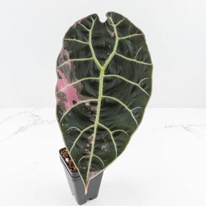 Alocasia Watsoniana Doff. Pink Variegated - Corming Size (wk33-L8)