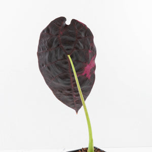 Alocasia Watsoniana Doff. Pink Variegated - Corming Size (wk33-L8)
