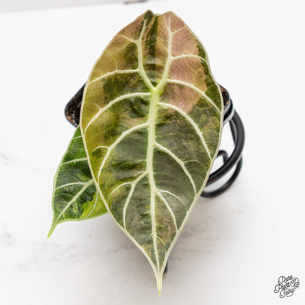 Alocasia Watsoniana Doff. Pink Variegated (wk46-P)